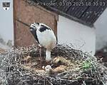 Capi_Dubne_20250503_183003.jpg