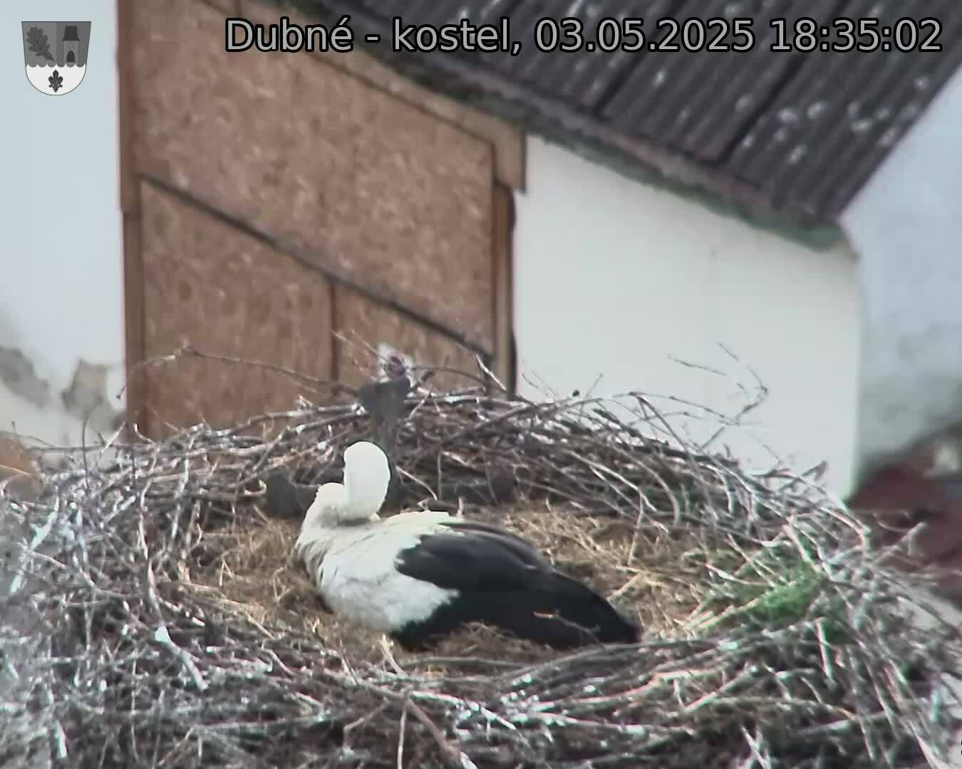 Capi_Dubne_20250503_183502.jpg (1350 x 1080)
