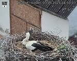 Capi_Dubne_20250503_185003.jpg