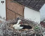 Capi_Dubne_20250503_190503.jpg