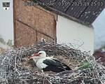 Capi_Dubne_20250503_192503.jpg