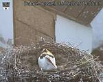 Capi_Dubne_20250503_195503.jpg