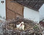 Capi_Dubne_20250503_201003.jpg