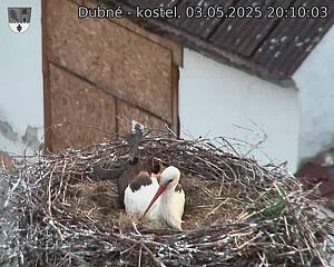 Capi_Dubne_20250503_201003.jpg (1350 x 1080)