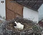 Capi_Dubne_20250503_201503.jpg