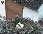 Capi_Dubne_20250503_202503.jpg