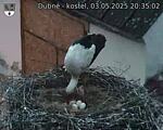 Capi_Dubne_20250503_203502.jpg