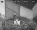 Capi_Dubne_20250503_204502.jpg