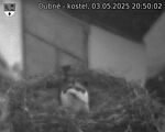 Capi_Dubne_20250503_205002.jpg