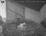 Capi_Dubne_20250503_205503.jpg
