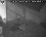 Capi_Dubne_20250503_214002.jpg