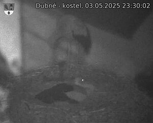 Capi_Dubne_20250503_233002.jpg (1350 x 1080)