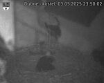 Capi_Dubne_20250503_235002.jpg