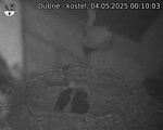 Capi_Dubne_20250504_001003.jpg