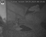 Capi_Dubne_20250504_001502.jpg