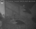 Capi_Dubne_20250504_002503.jpg