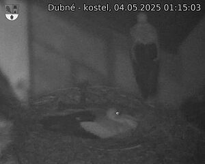 Capi_Dubne_20250504_011503.jpg (1350 x 1080)