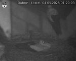 Capi_Dubne_20250504_012003.jpg