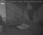 Capi_Dubne_20250504_013002.jpg