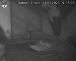 Capi_Dubne_20250504_013503.jpg