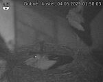 Capi_Dubne_20250504_015003.jpg