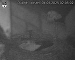 Capi_Dubne_20250504_020502.jpg