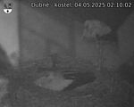 Capi_Dubne_20250504_021002.jpg