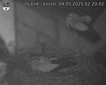 Capi_Dubne_20250504_022002.jpg