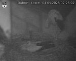 Capi_Dubne_20250504_022502.jpg
