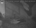Capi_Dubne_20250504_024503.jpg