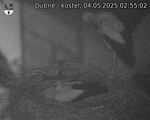 Capi_Dubne_20250504_025502.jpg