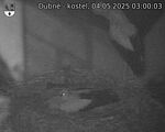 Capi_Dubne_20250504_030003.jpg