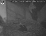 Capi_Dubne_20250504_030503.jpg