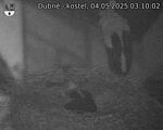 Capi_Dubne_20250504_031002.jpg