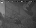 Capi_Dubne_20250504_031503.jpg