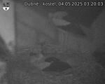 Capi_Dubne_20250504_032003.jpg