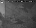 Capi_Dubne_20250504_032502.jpg