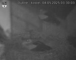 Capi_Dubne_20250504_033003.jpg