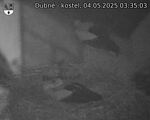 Capi_Dubne_20250504_033503.jpg