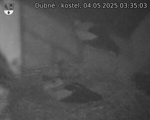 Capi_Dubne_20250504_033503.jpg (1350 x 1080)