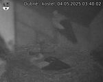 Capi_Dubne_20250504_034002.jpg