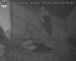 Capi_Dubne_20250504_034503.jpg