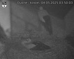 Capi_Dubne_20250504_035003.jpg