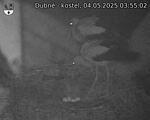 Capi_Dubne_20250504_035502.jpg