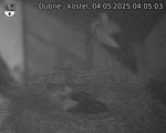 Capi_Dubne_20250504_040503.jpg