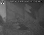 Capi_Dubne_20250504_041002.jpg
