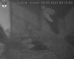 Capi_Dubne_20250504_041503.jpg