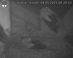 Capi_Dubne_20250504_042003.jpg