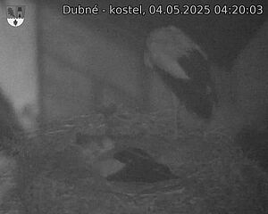 Capi_Dubne_20250504_042003.jpg (1350 x 1080)