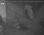 Capi_Dubne_20250504_042502.jpg